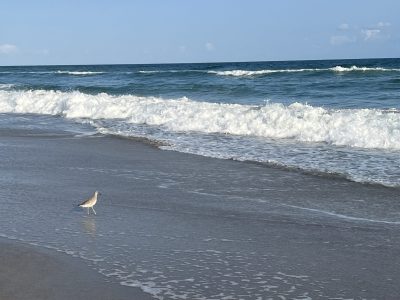 Pine Knoll Shores Homes